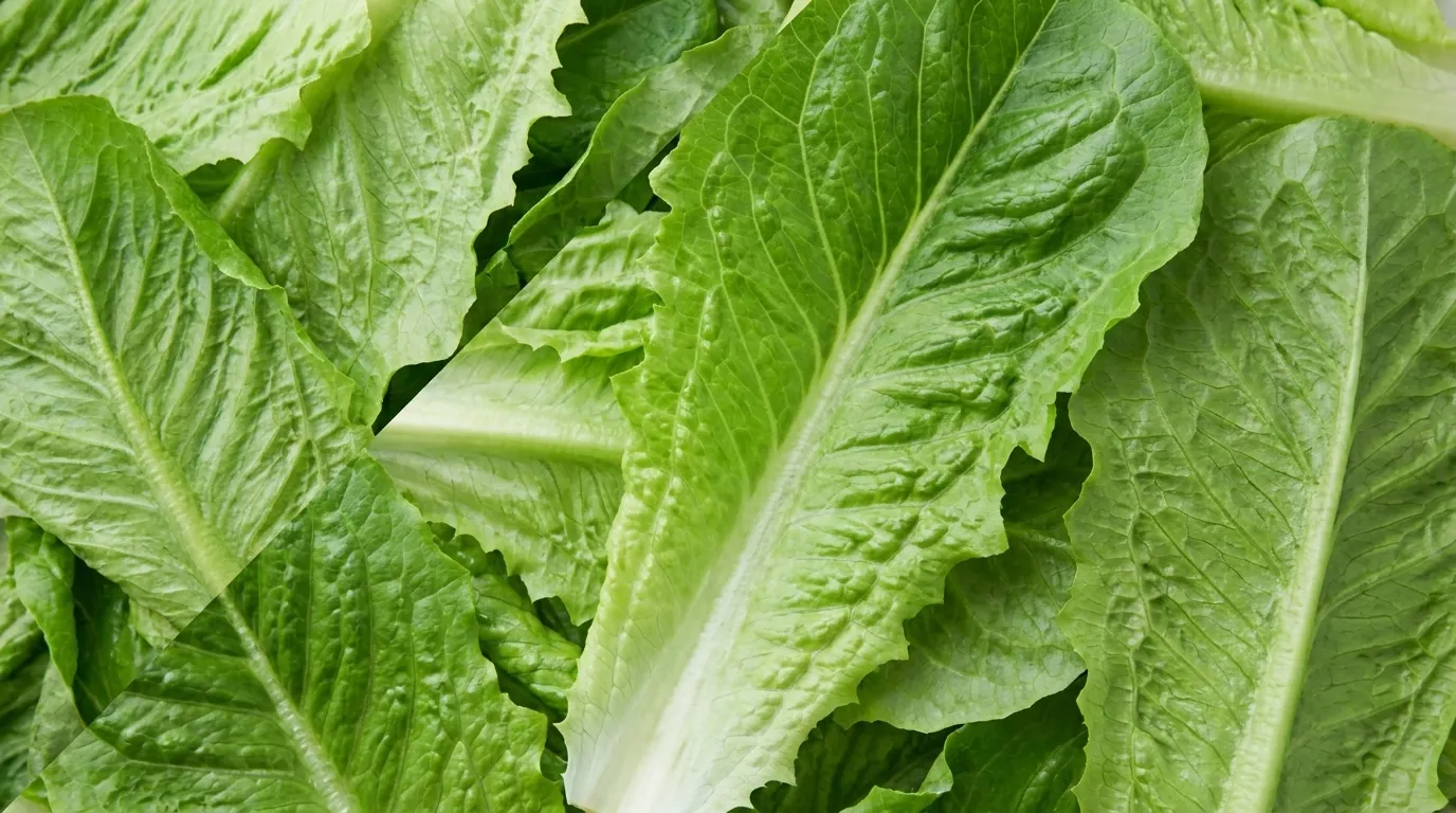 Healthy Restaurant Franchise Opportunities in Colorado