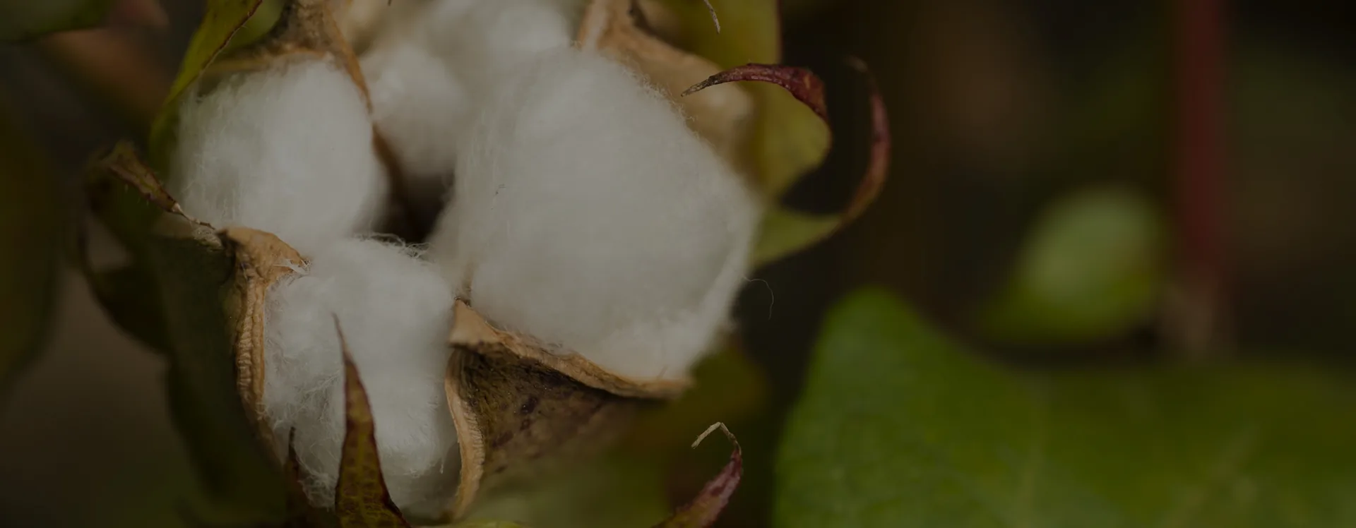 Capulho de algodão aberto em uma planta, com fundo verde desfocado.