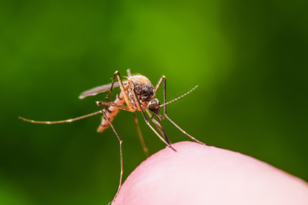 Close-up of a mosquito biting a fingertip, showing the disease-spreading pest Orkin's mosquito control helps keep away from businesses.