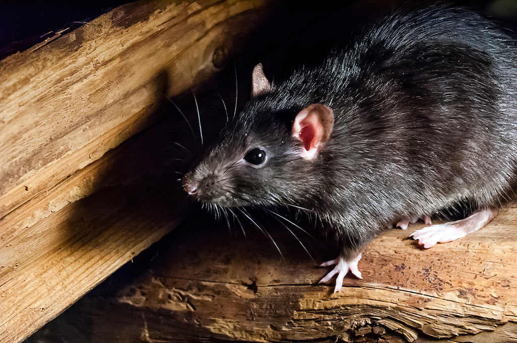 Roof rat perched on a wooden beam, a climbing rodent species on the rise that Orkin helps businesses identify, exclude, and control.